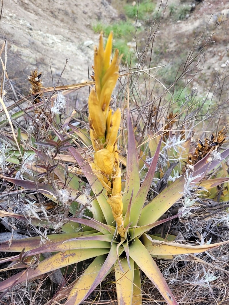 Tillandsia hiroi photo 2