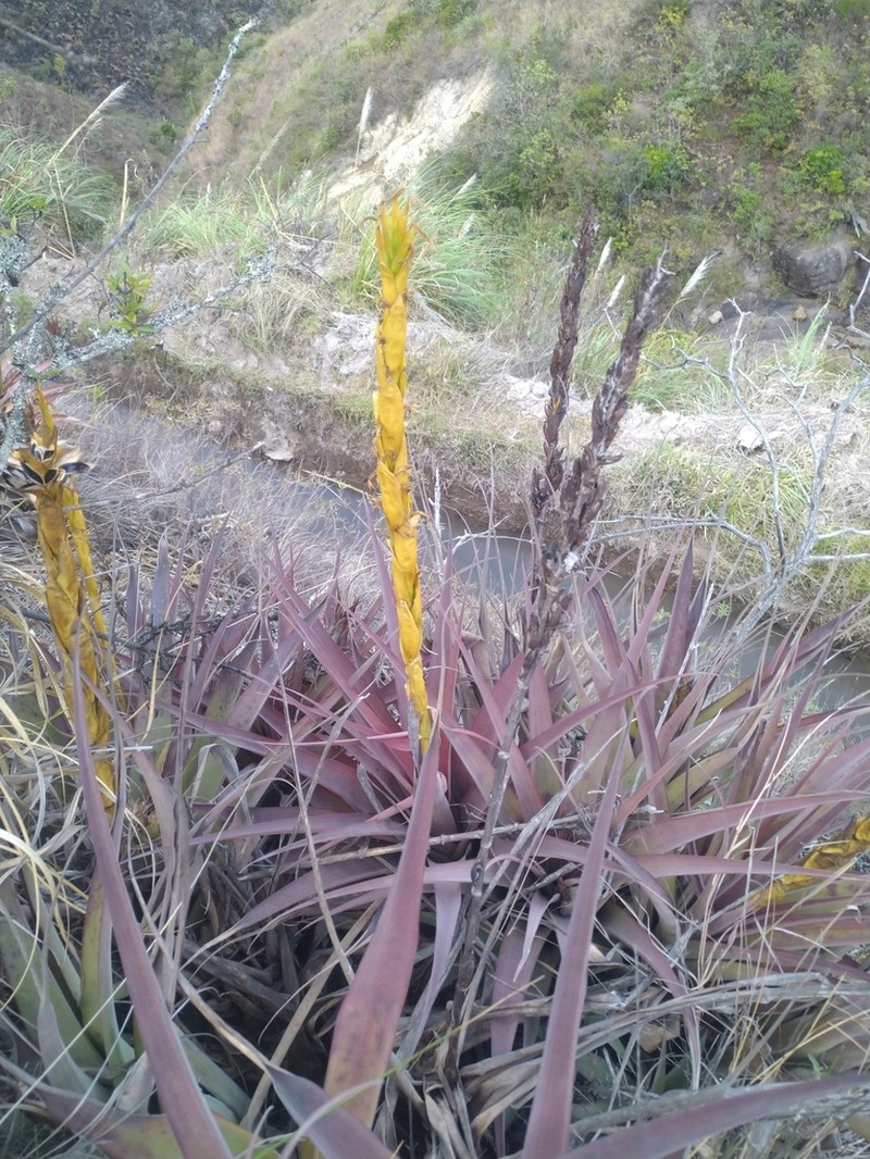 Tillandsia hiroi photo 3