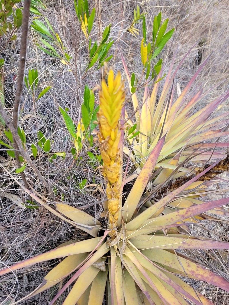 Tillandsia hiroi photo 4