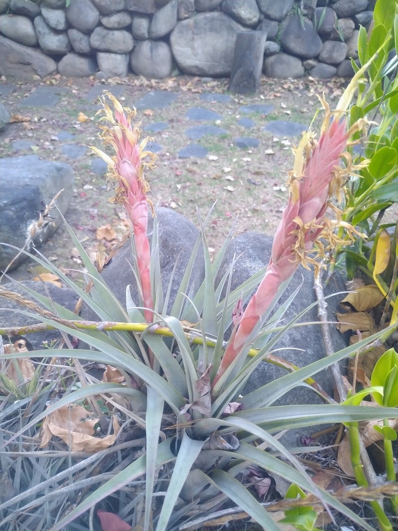 Tillandsia hiroi photo 5