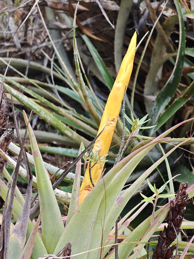 Tillandsia hiroi photo 6