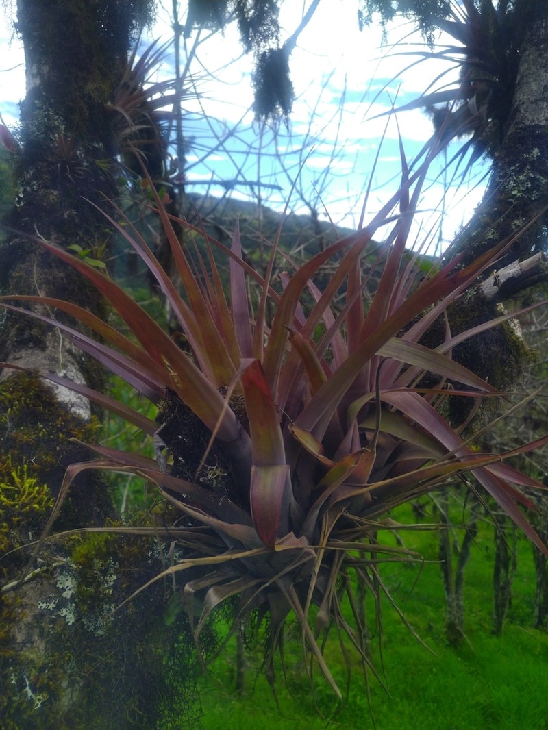Tillandsia hiroi photo 7