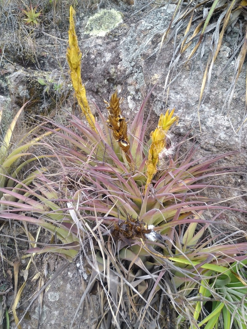 Tillandsia hiroi photo 8