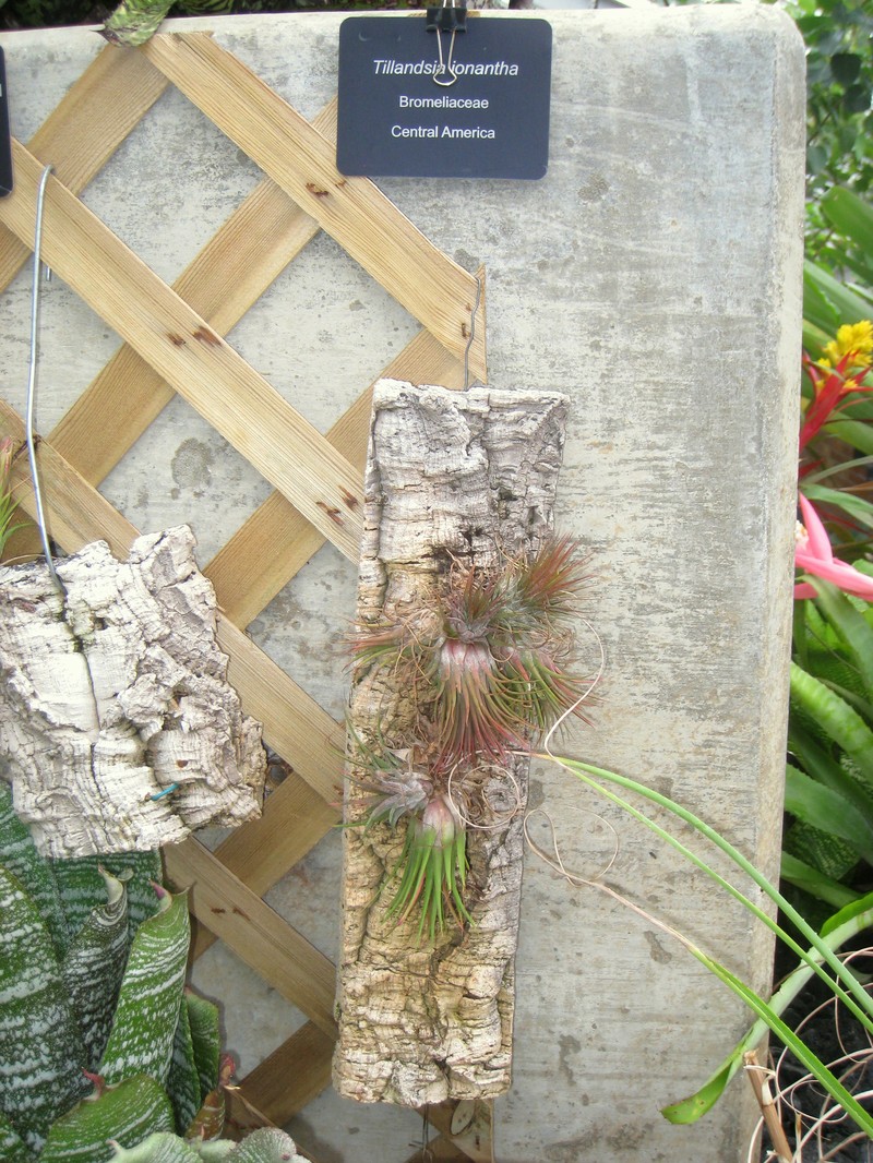 Sky Plant photo 4