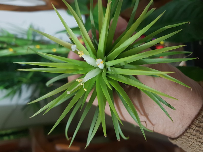 Sky Plant photo 5