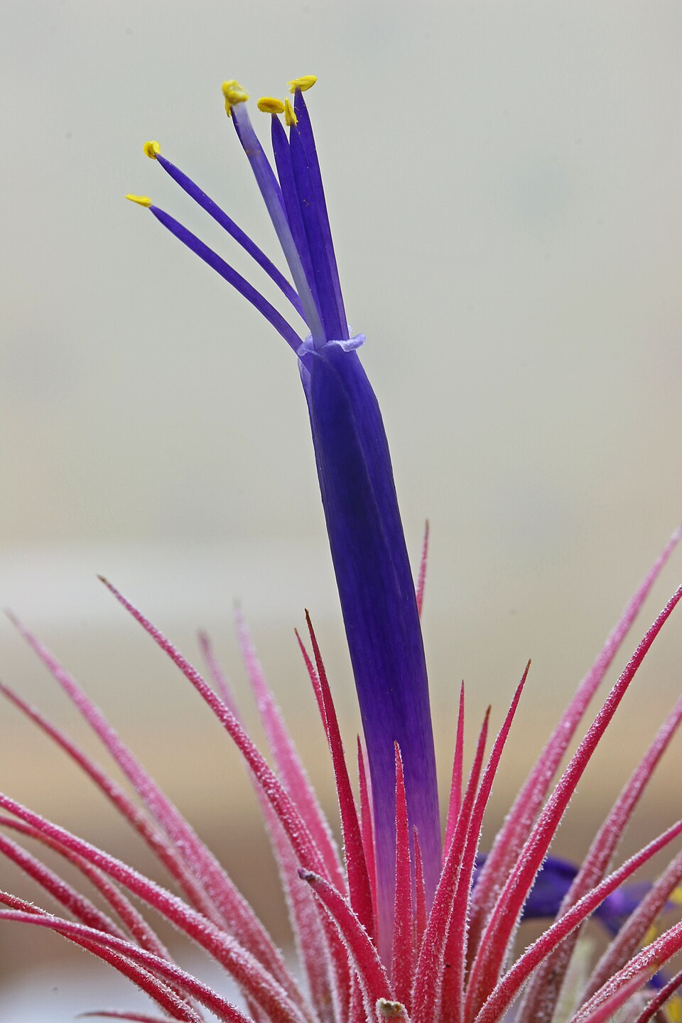 Sky Plant