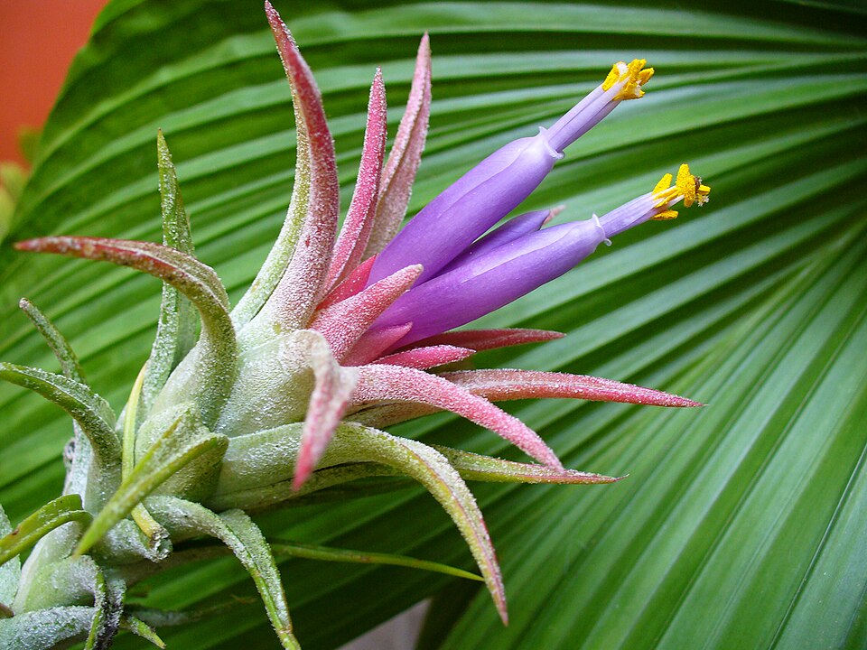 Sky Plant photo 6