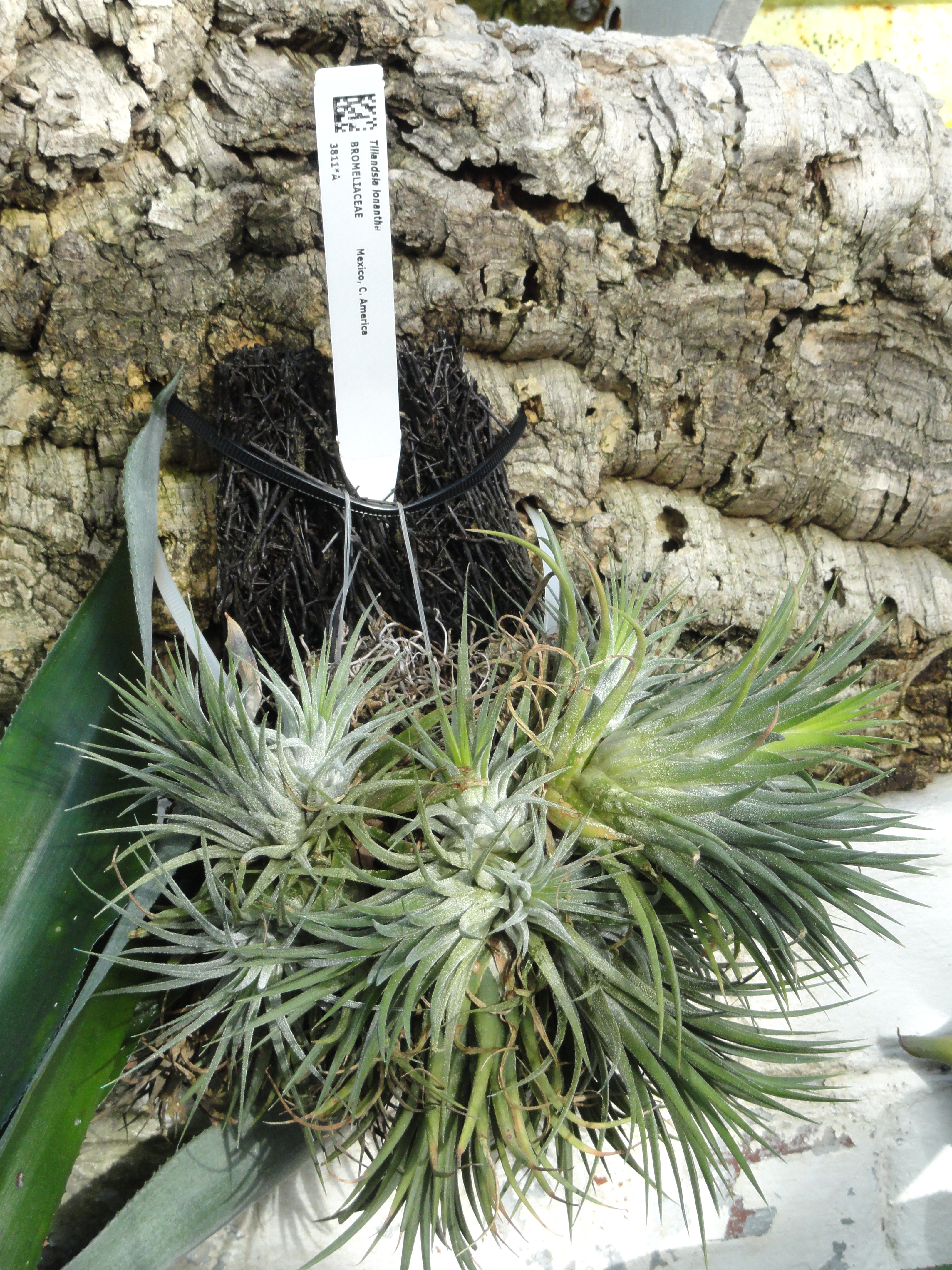 Sky Plant photo 7