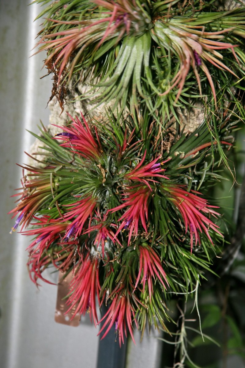 Sky Plant photo 8