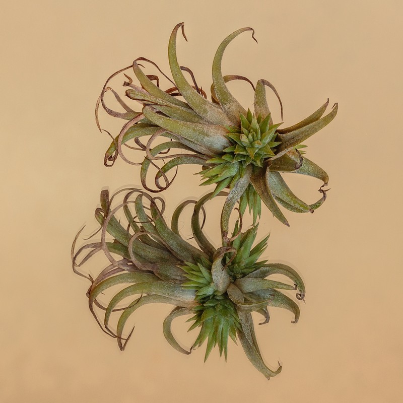 Sky Plant photo 2
