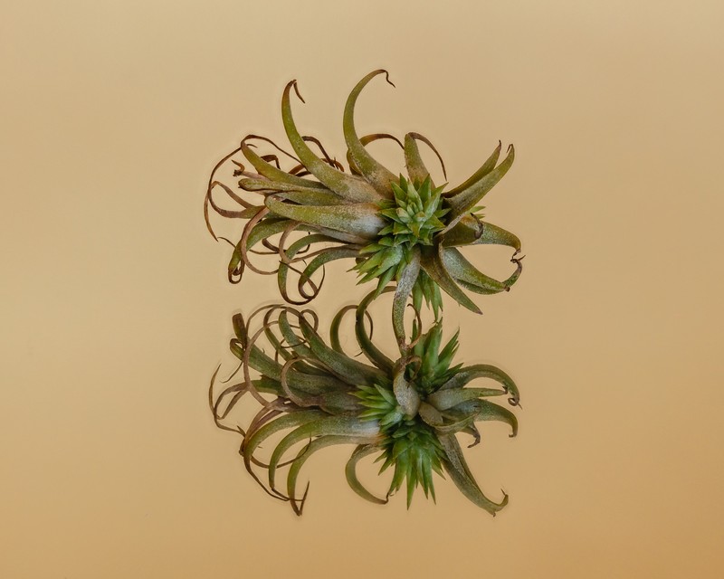 Sky Plant photo 3