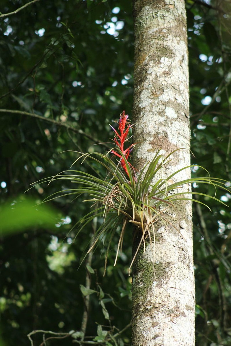 Tillandsia jacob-bakii