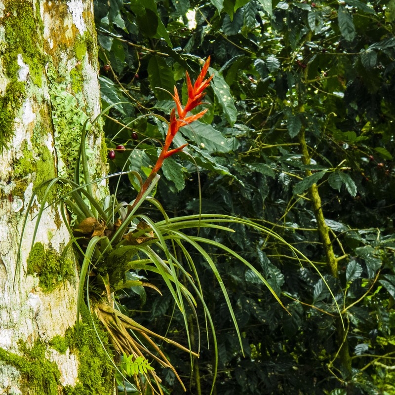 Tillandsia jacob-bakii photo 2