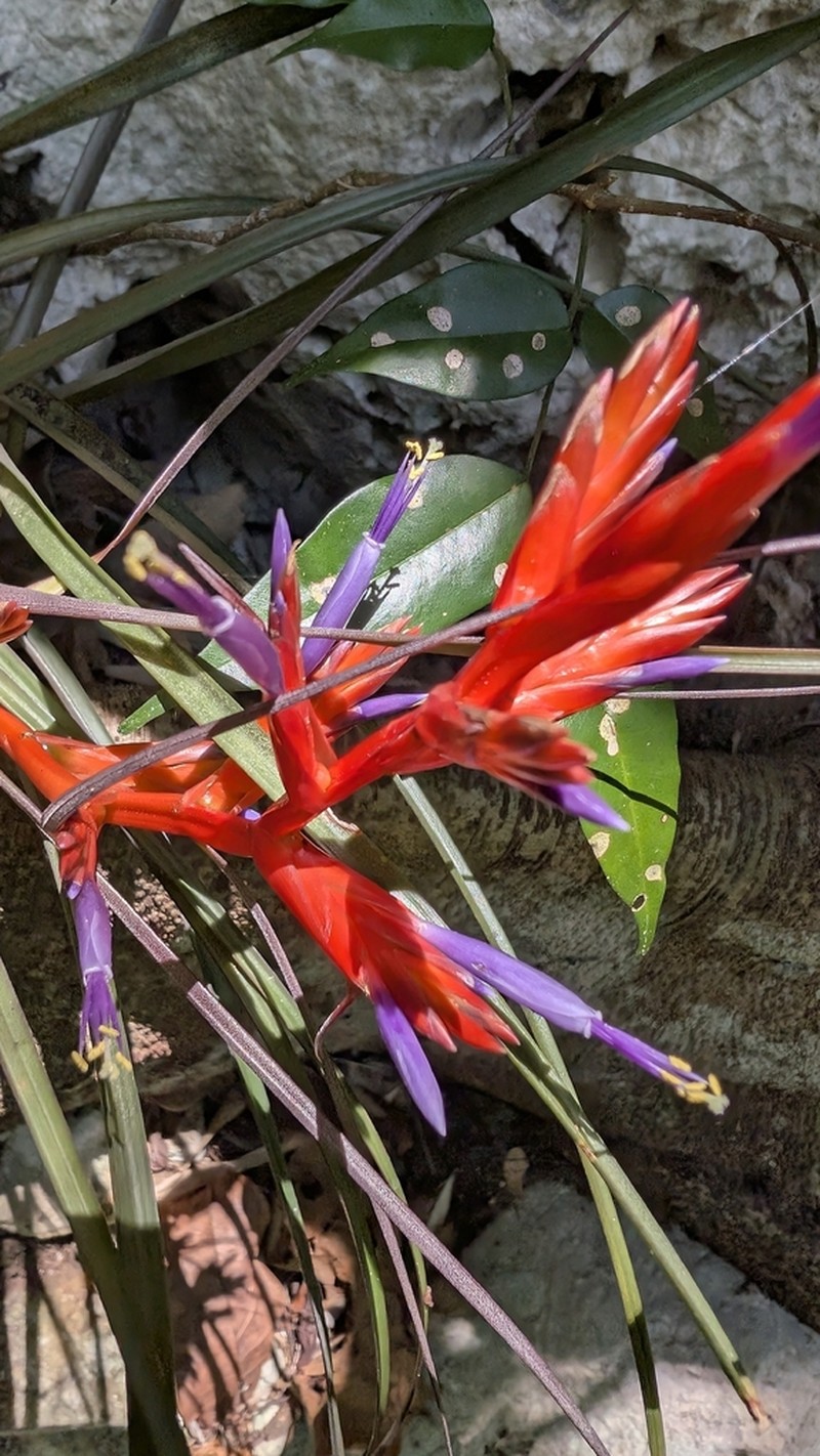 Tillandsia jacob-bakii photo 4