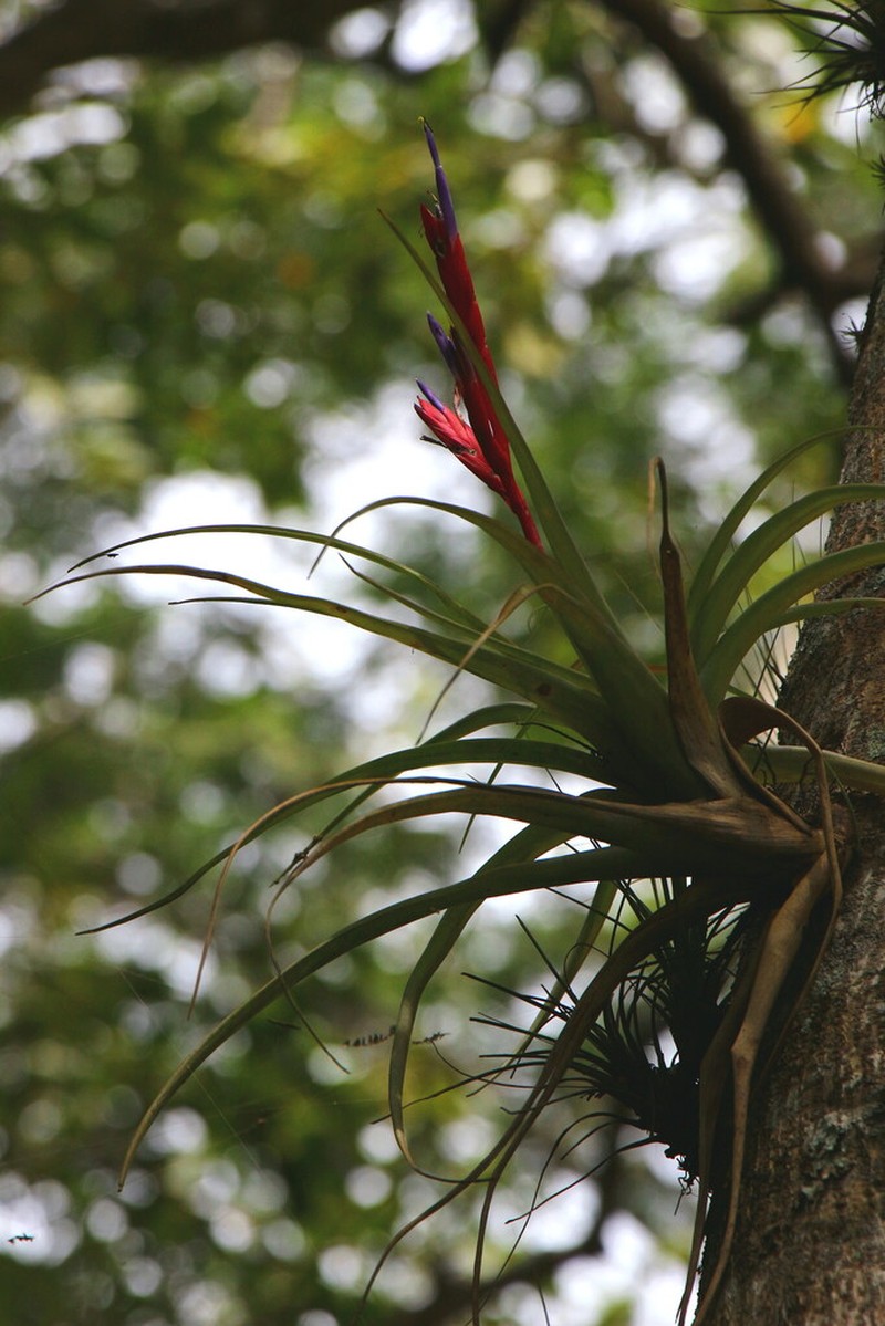 Tillandsia jacob-bakii photo 5