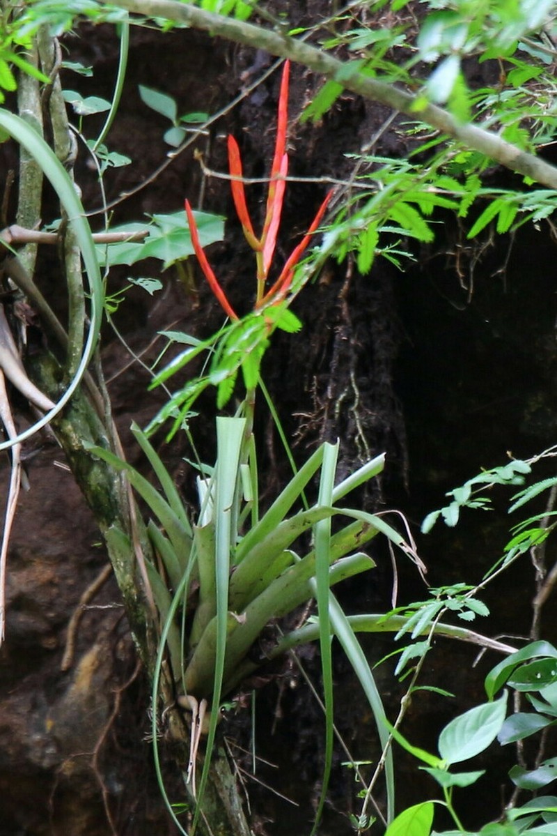 Tillandsia jacob-bakii photo 6