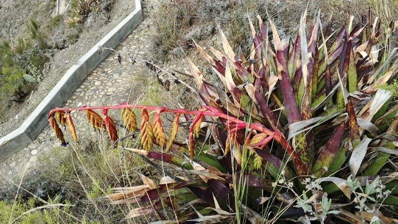Tillandsia mecapacana