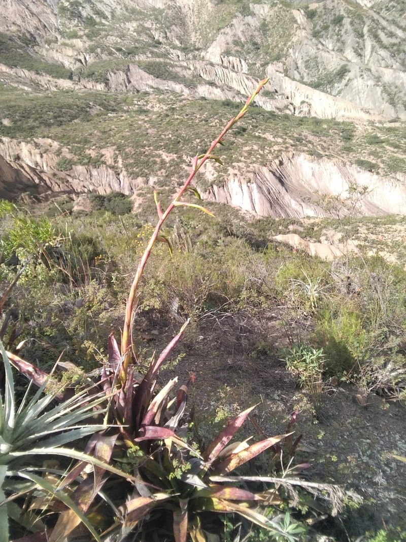 Tillandsia mecapacana photo 2