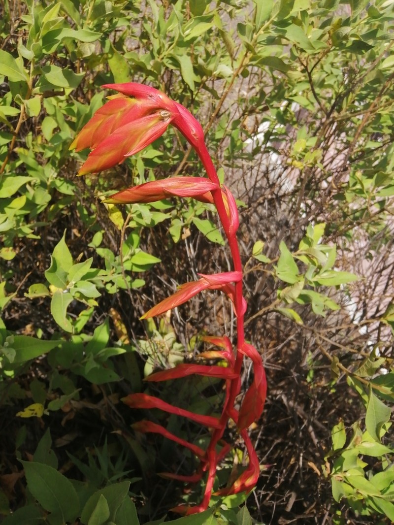 Tillandsia mecapacana photo 3