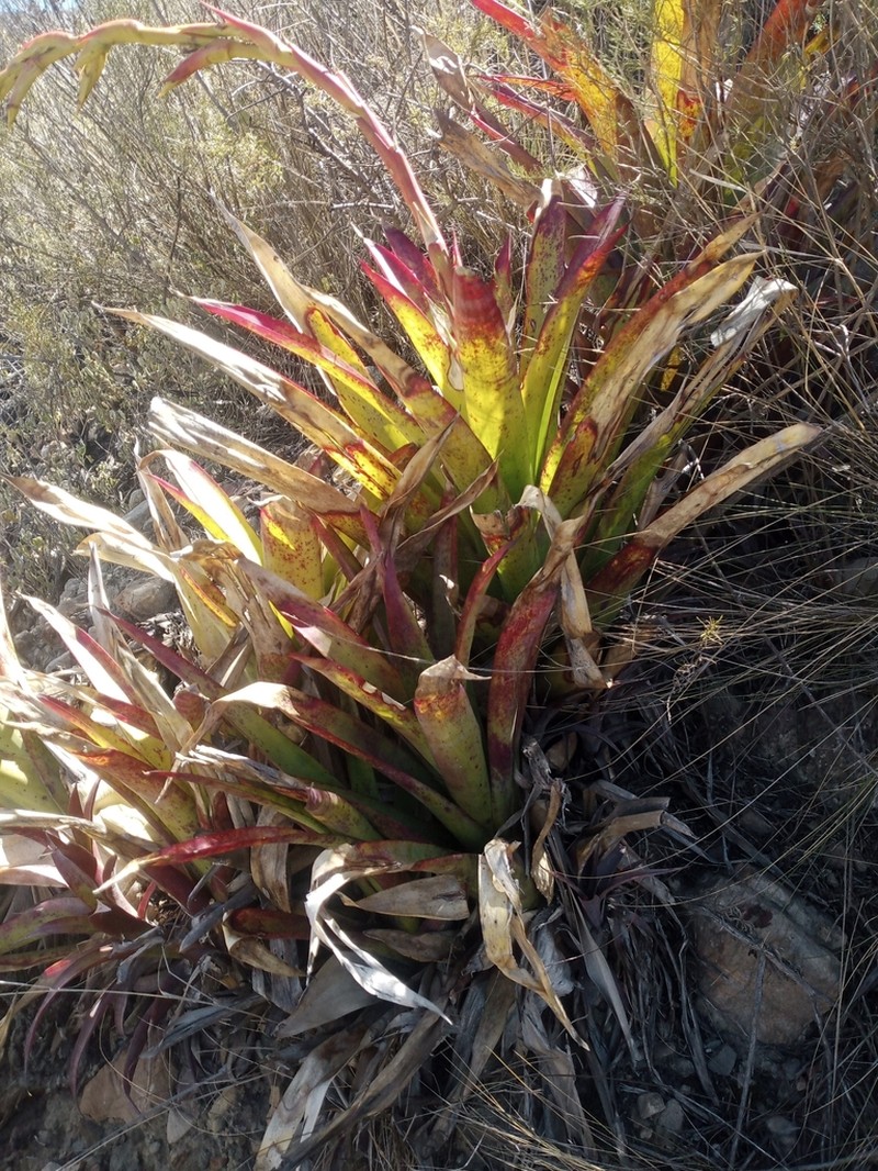 Tillandsia mecapacana photo 4