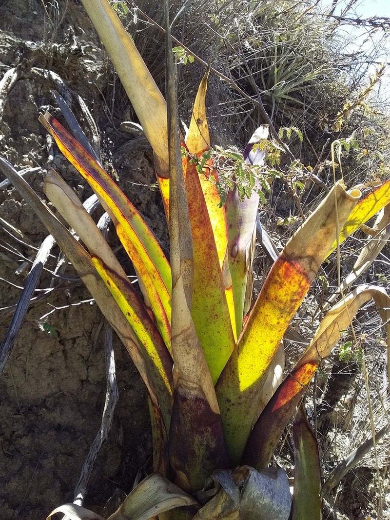Tillandsia mecapacana photo 5
