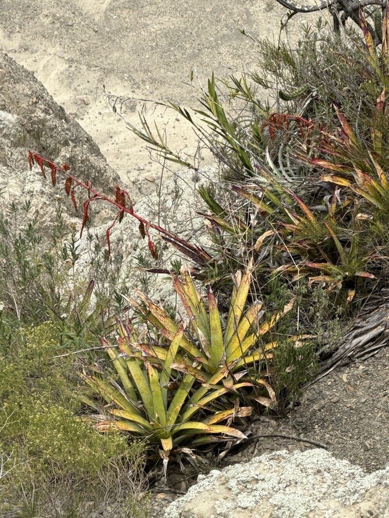Tillandsia mecapacana photo 6