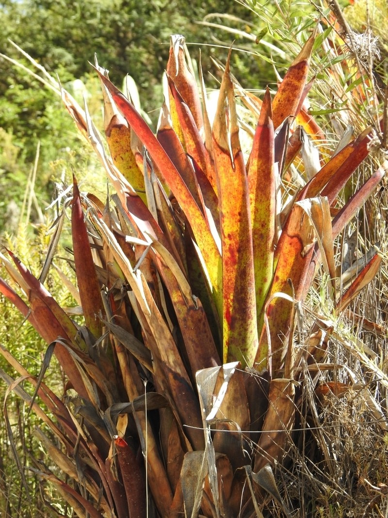 Tillandsia mecapacana photo 7