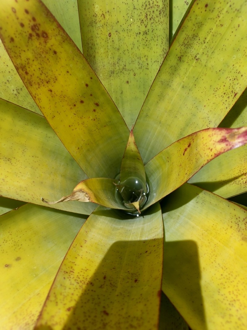 Tillandsia mecapacana photo 8