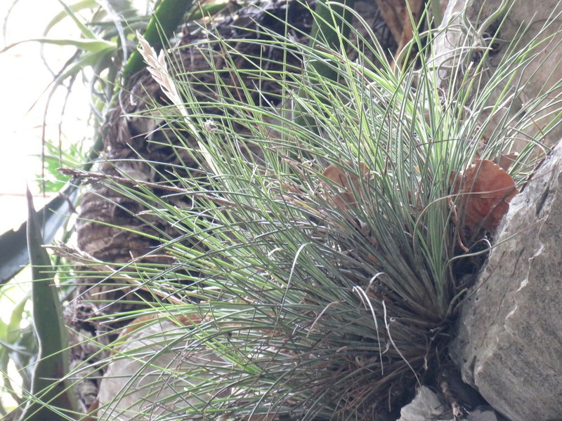 Tillandsia nizandaensis