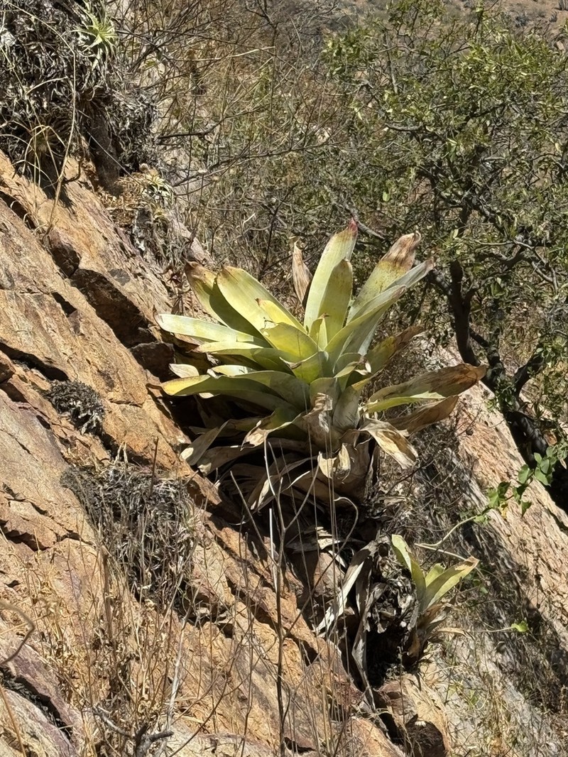 Tillandsia palmatodigitata