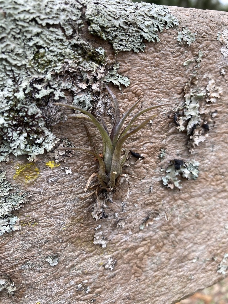 Potbelly Airplant photo 3