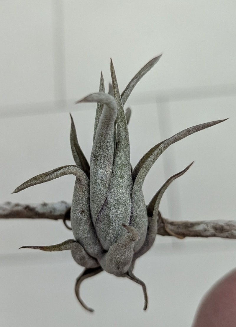 Potbelly Airplant photo 4