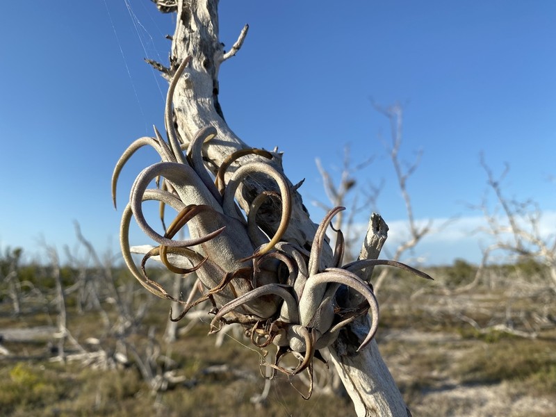 Potbelly Airplant photo 5
