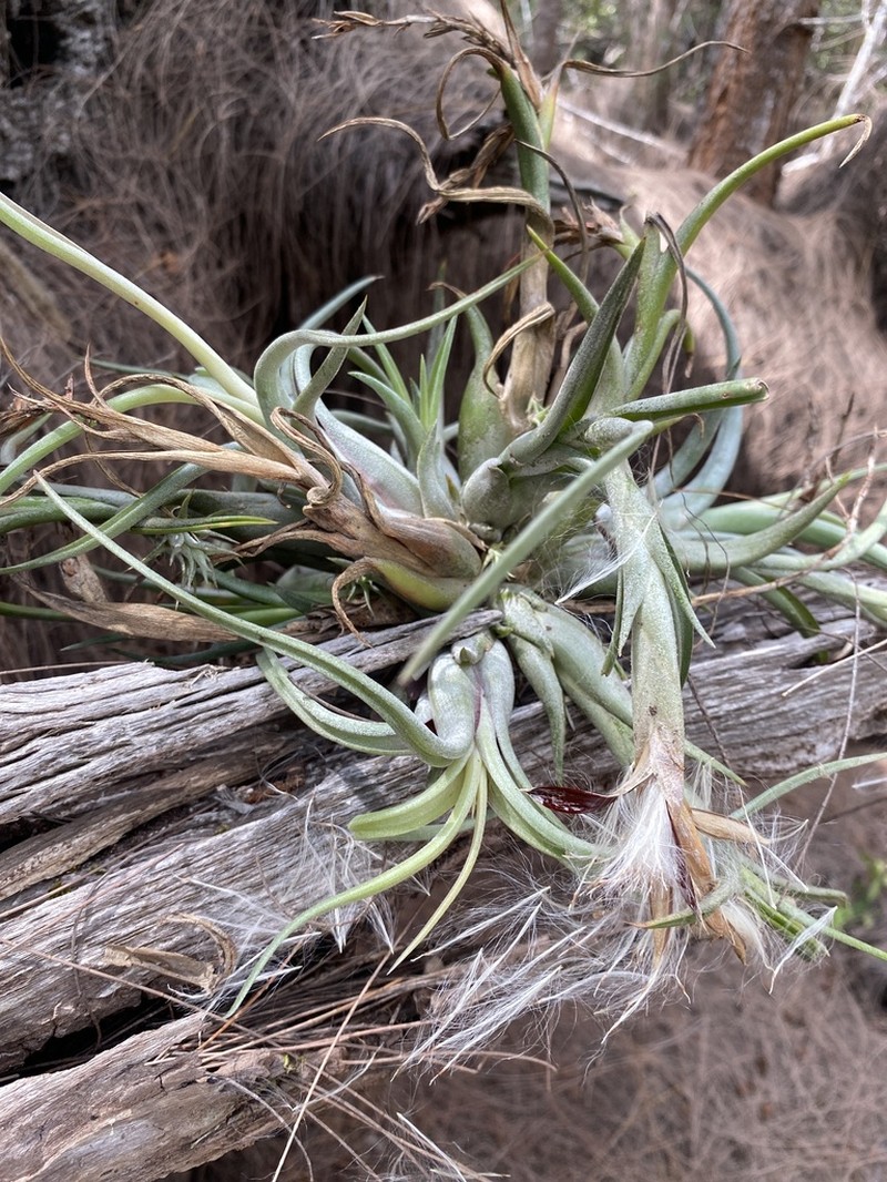 Potbelly Airplant photo 6