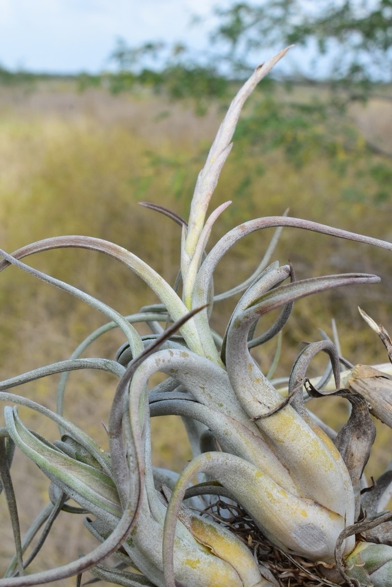 Potbelly Airplant photo 8