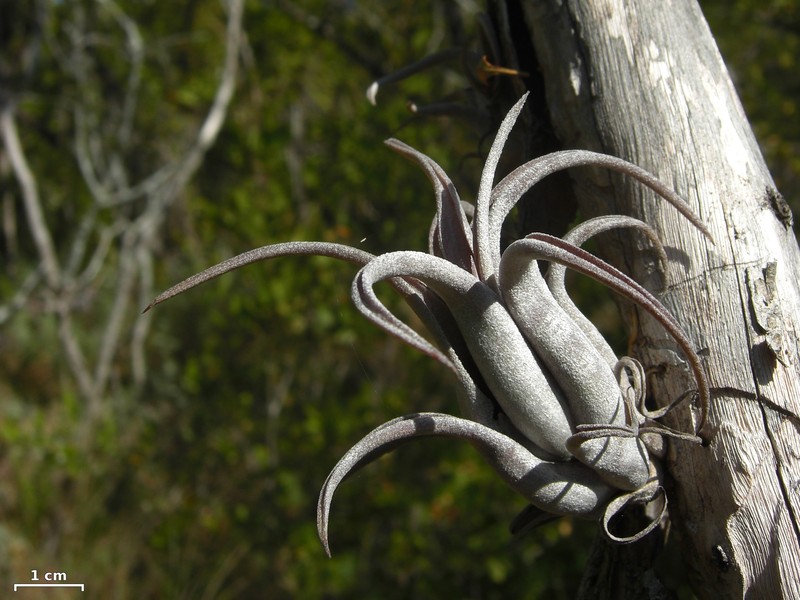 Potbelly Airplant photo 2