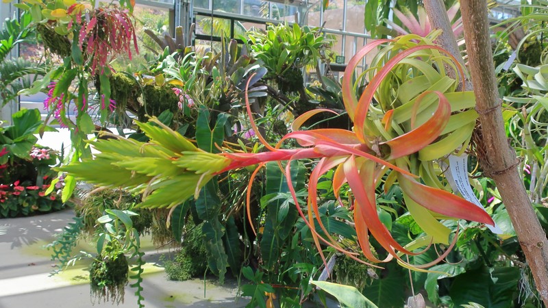 Potbelly Airplant photo 3