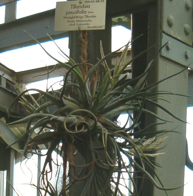 Potbelly Airplant photo 4