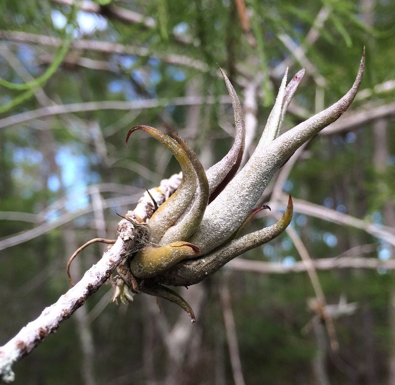 Potbelly Airplant