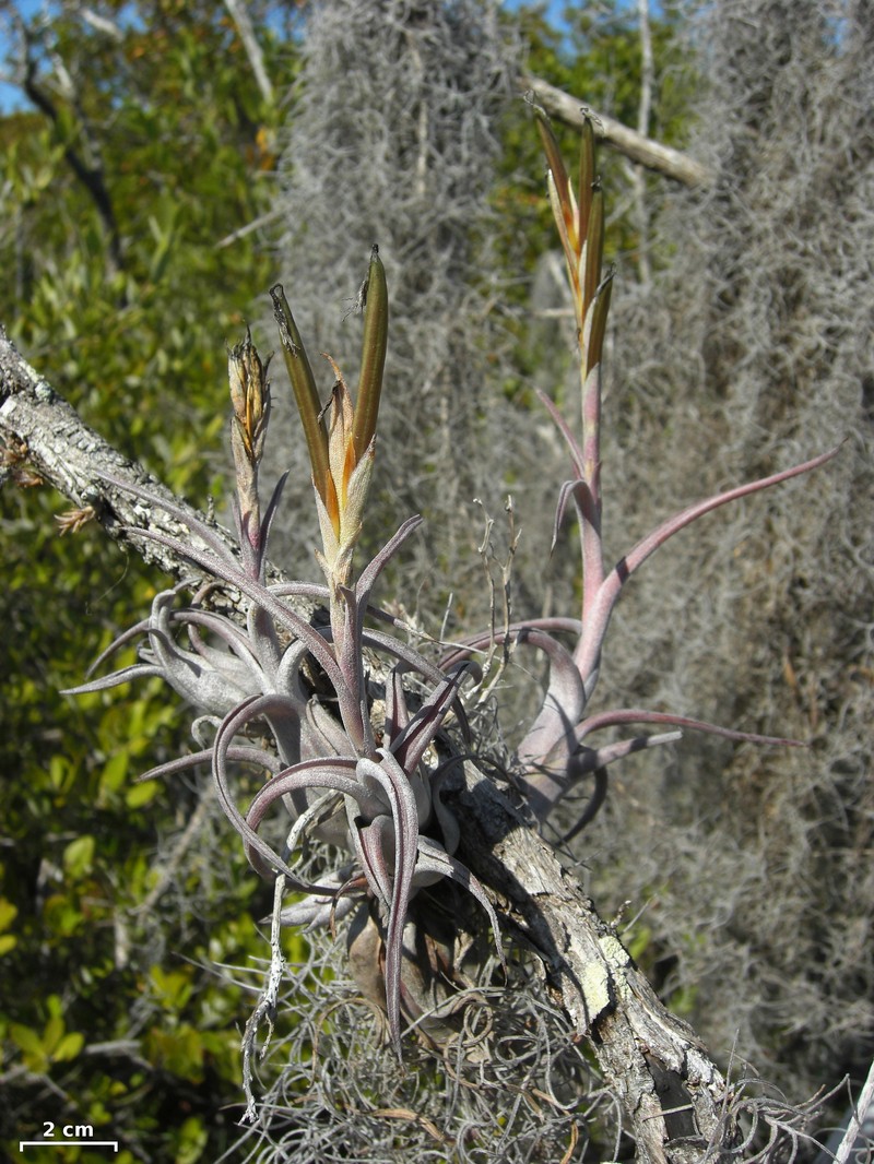 Potbelly Airplant photo 5