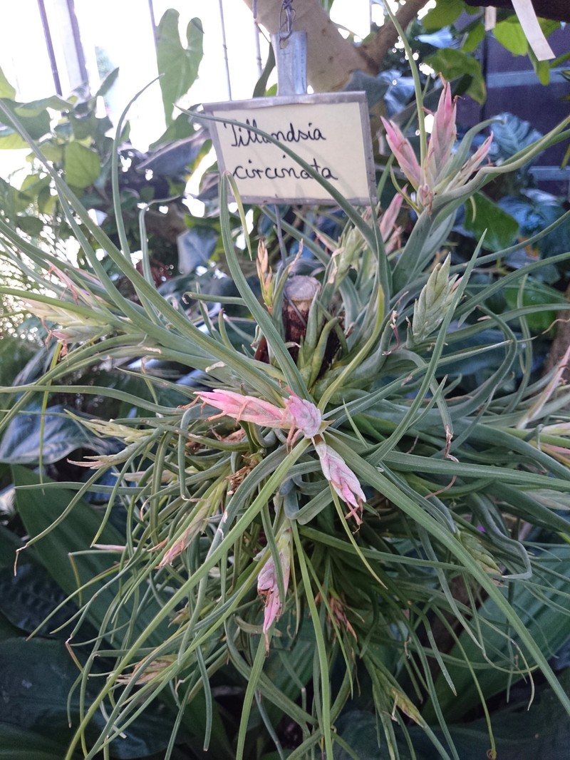 Potbelly Airplant photo 6