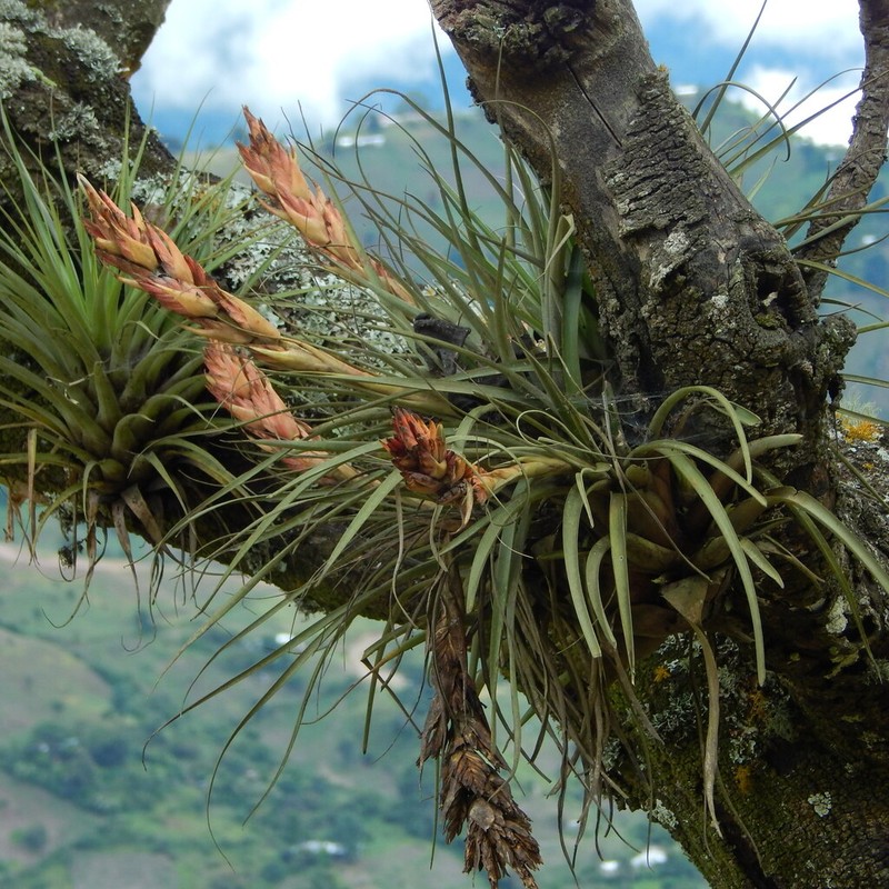 Tillandsia porvenirensis