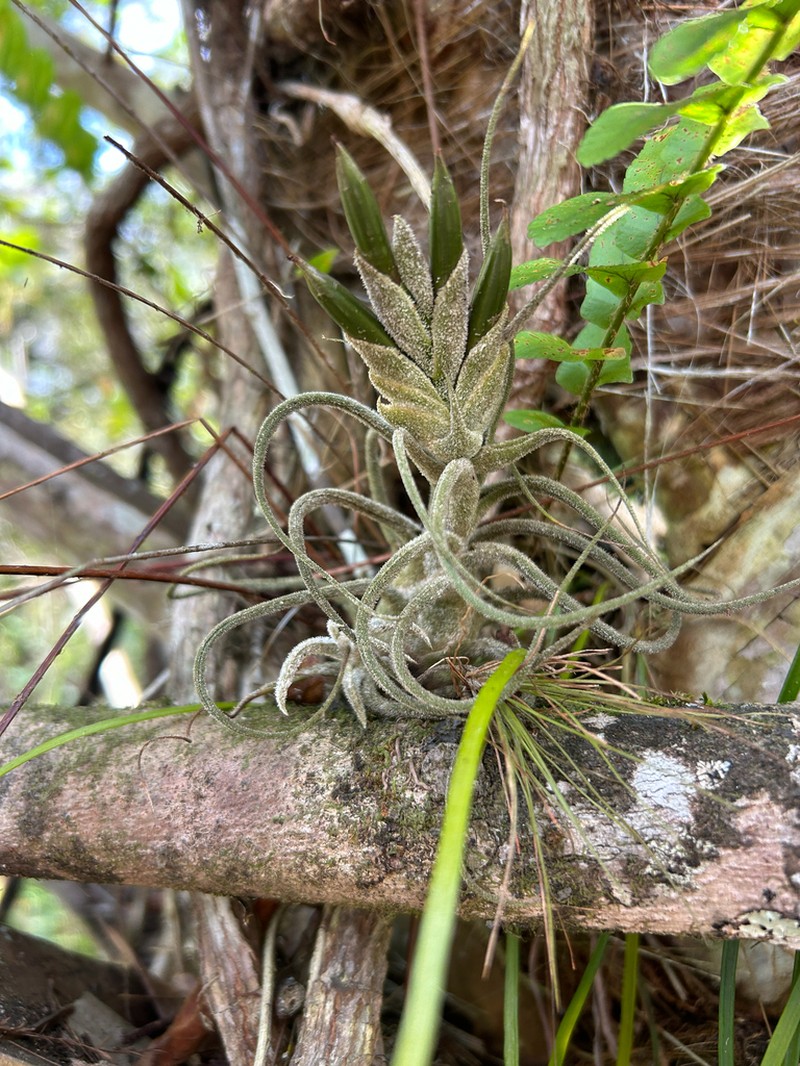 Fuzzywuzzy Airplant photo 2