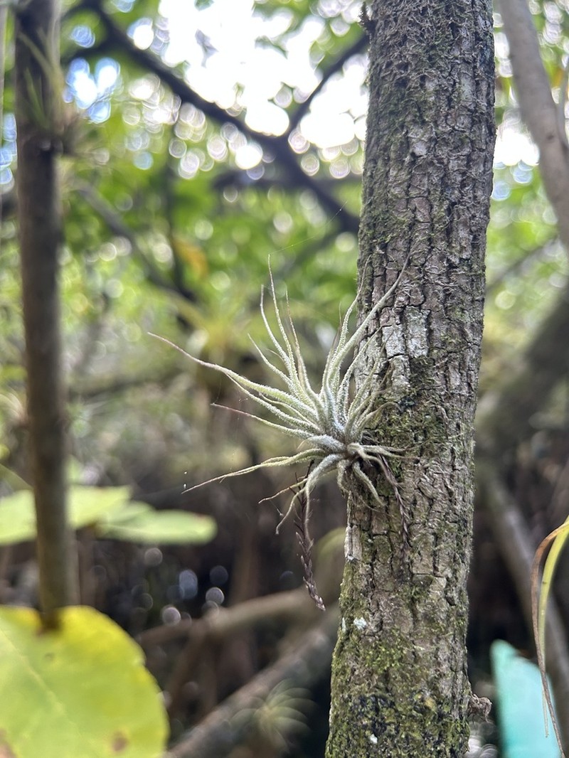 Fuzzywuzzy Airplant photo 3