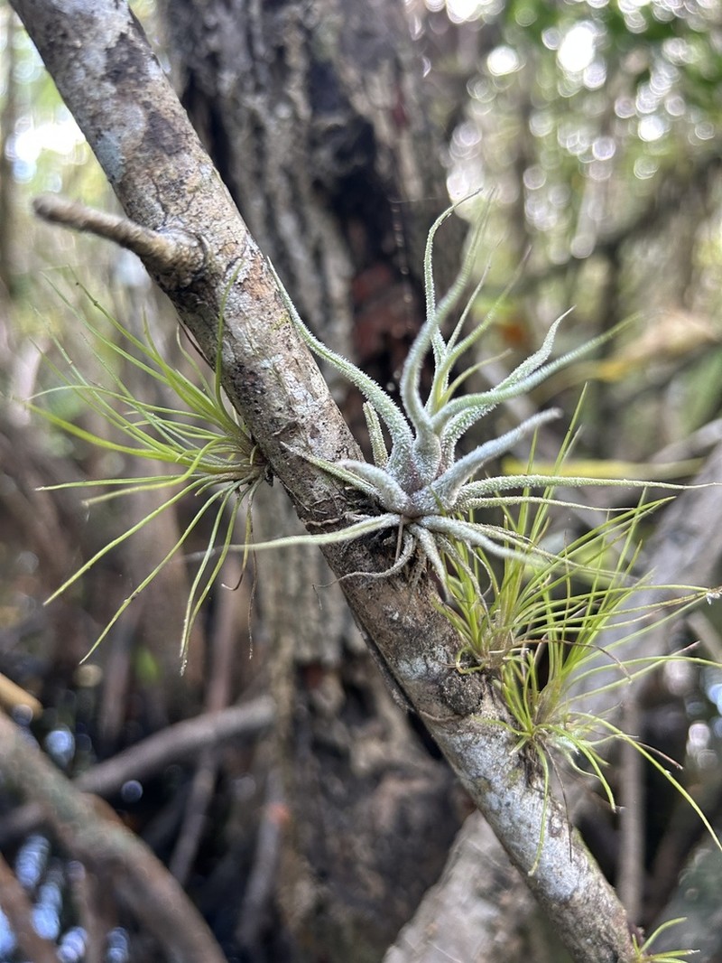 Fuzzywuzzy Airplant photo 4
