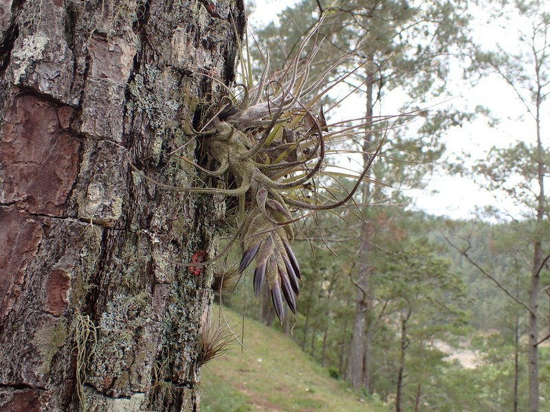 Fuzzywuzzy Airplant photo 5
