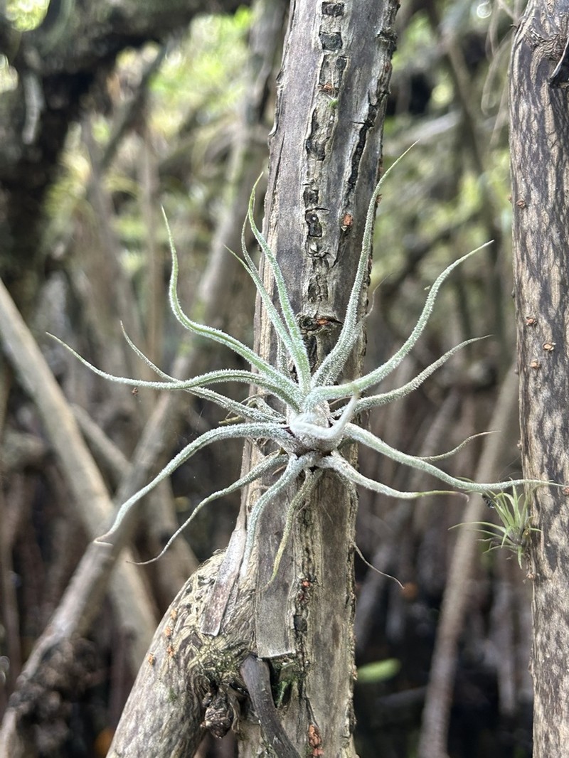 Fuzzywuzzy Airplant photo 7