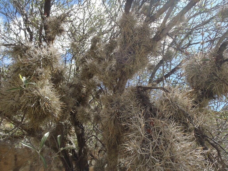 Small Ballmoss photo 5