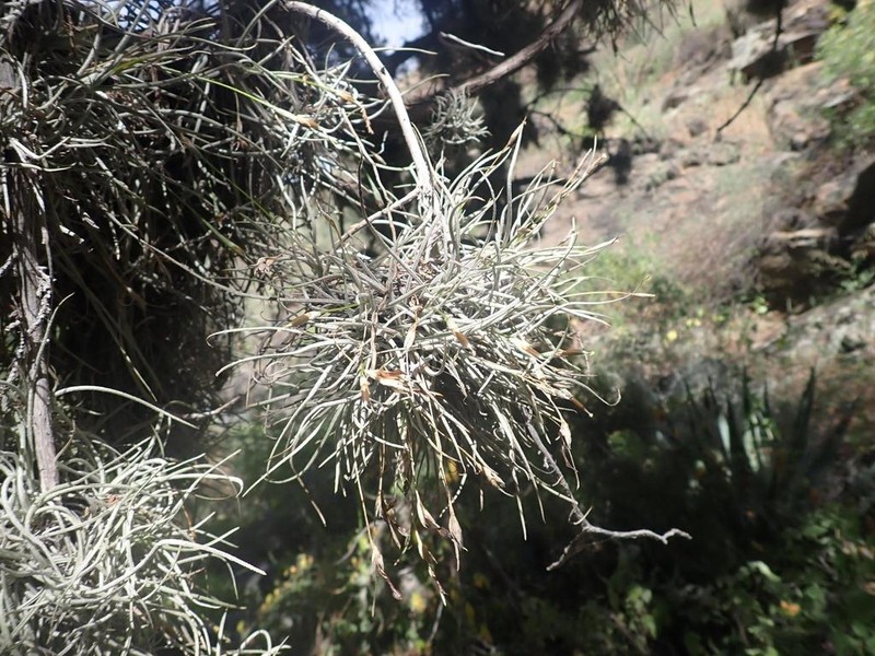 Small Ballmoss photo 6