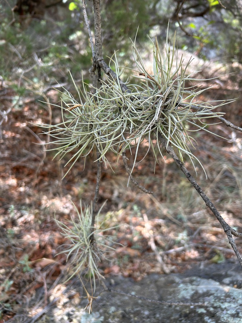 Small Ballmoss photo 7